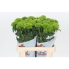 Dianthus Br Kiwi Mellow