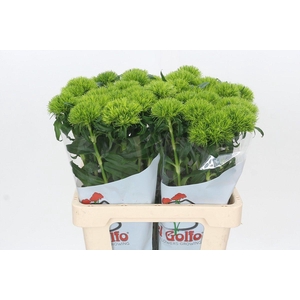 Dianthus Br Kiwi Mellow