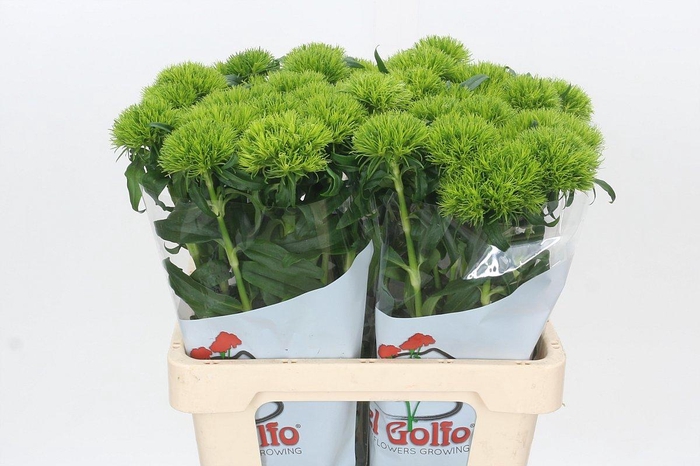 <h4>Dianthus Br Kiwi Mellow</h4>