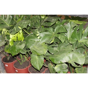 MONSTERA DELICIOSA P24