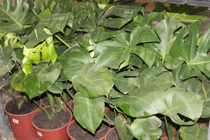 <h4>MONSTERA DELICIOSA P24</h4>