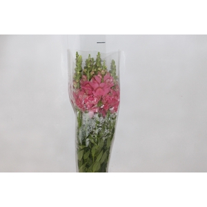 BOCA DE LEAO CALIMA PINK 070 CM PIN