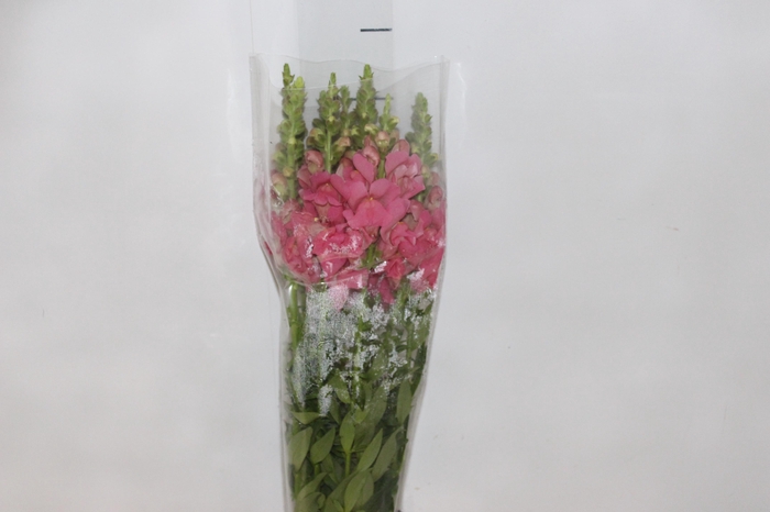<h4>BOCA DE LEAO CALIMA PINK 070 CM PIN</h4>