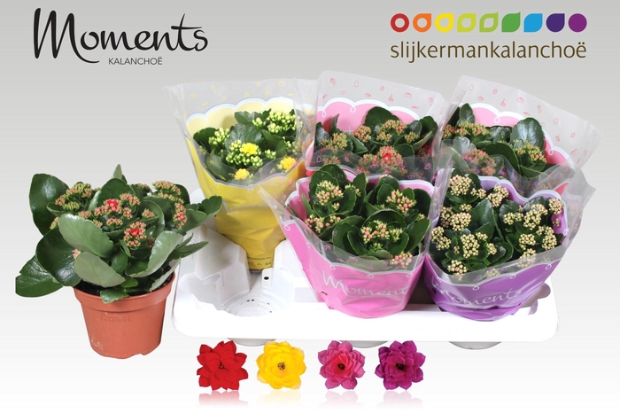 <h4>KAL GE GEM 4 KL</h4>