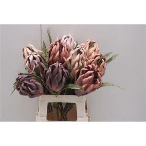 Dr-protea Mix