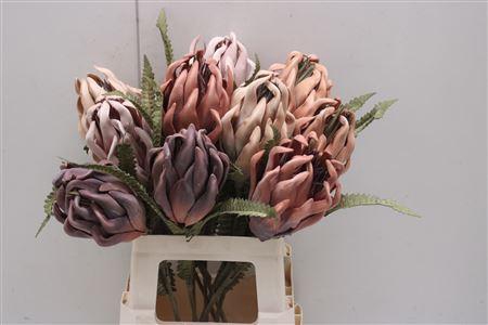 <h4>Dr-protea Mix</h4>