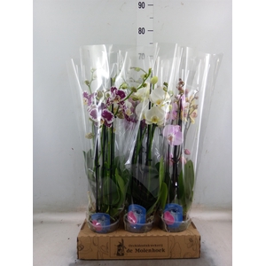 Phalaenopsis   ...mix  4