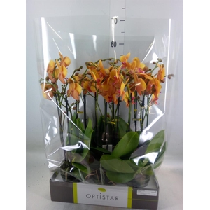 Phalaenopsis   ...orange