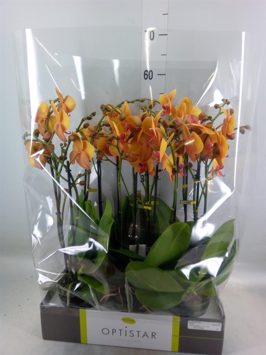 <h4>Phalaenopsis   ...orange</h4>