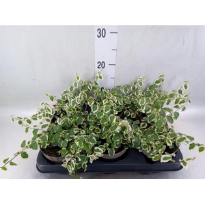 Ficus pumila 'Belle Sunny'