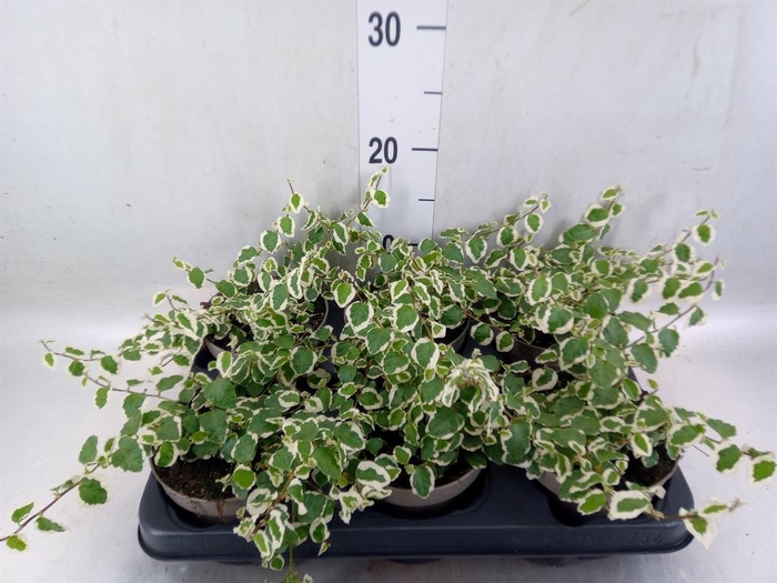 <h4>Ficus pumila 'Belle Sunny'</h4>