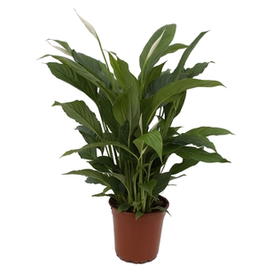 Spathiphyllum Torelli P17