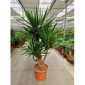 Yucca elephantipes 3 armen