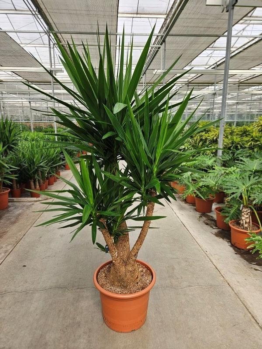 <h4>Yucca elephantipes 3 armen</h4>