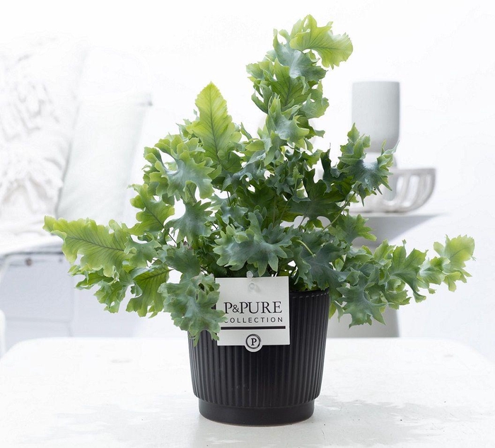 <h4>Phlebodium Davana in P&PURE Liv ceramics matt black</h4>