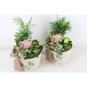 arr2 TD - Schaal rond bird - roze/wit