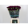 Dianthus St Florigene Moontea