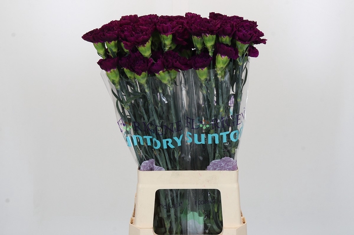 Dianthus St Florigene Moontea