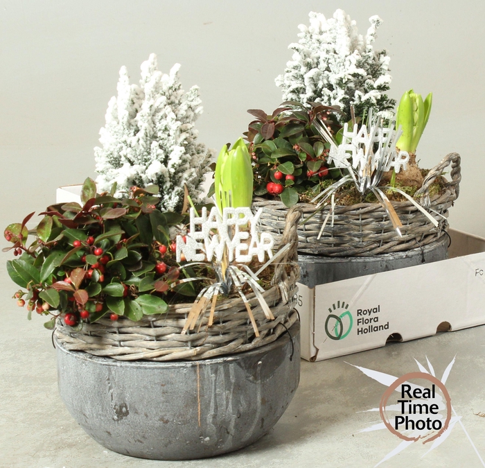 <h4>ARR TUINPLANTEN</h4>