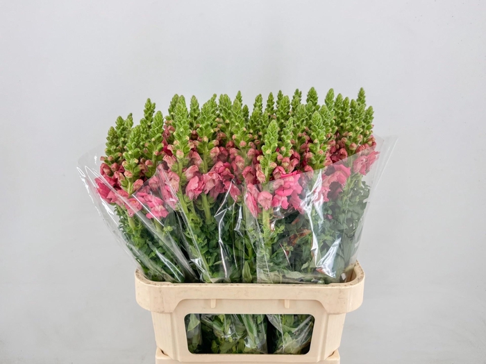 <h4>ANTIR AVIGNON C ROSE</h4>