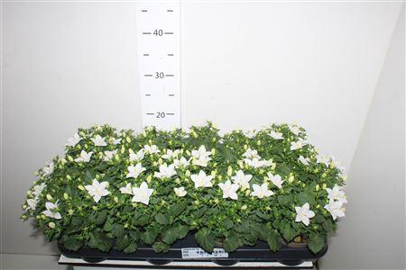<h4>Campanula Iso. Atlanta</h4>
