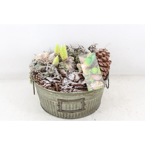 arr4 Hyacint MB - Zink green 285/4