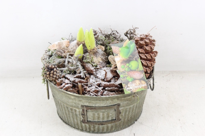 <h4>arr4 Hyacint MB - Zink green 285/4</h4>