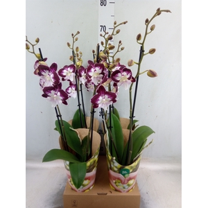 Phalaenopsis  'GbZ Tinkerbells'