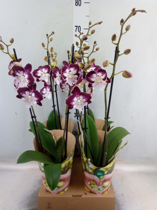 <h4>Phalaenopsis  'GbZ Tinkerbells'</h4>