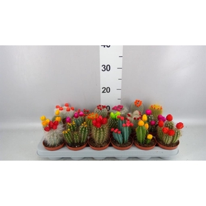 Cactus   ...decorated