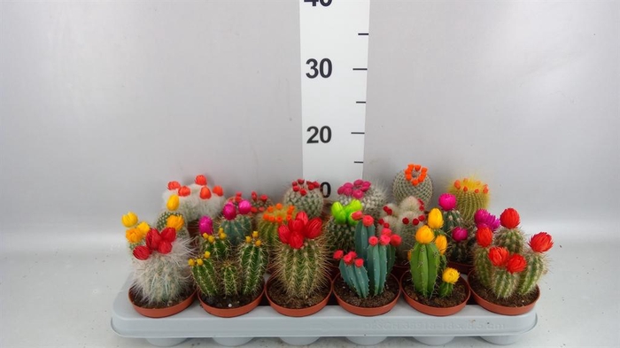 <h4>Cactus   ...decorated</h4>