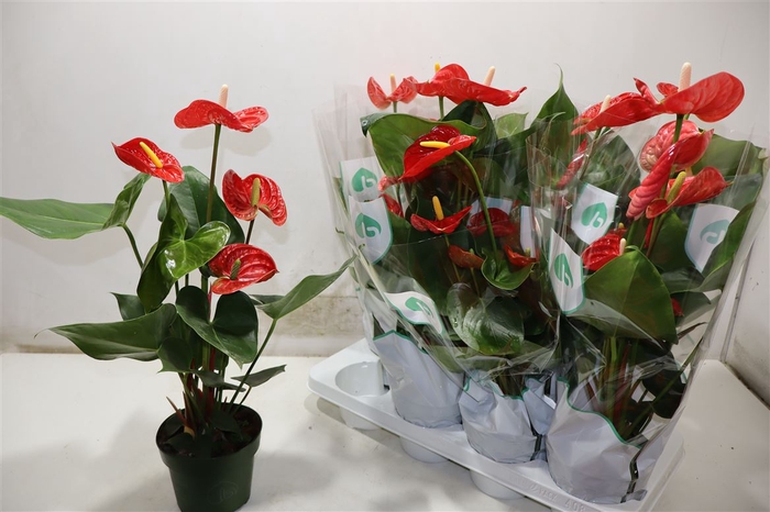 <h4>Anthu An Madural</h4>