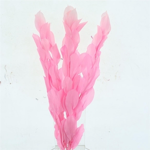 Pres Ruskus Hyp Bleached Light Pink P Bnch