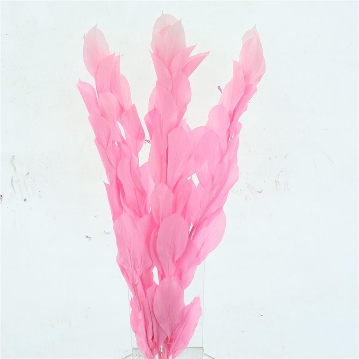 <h4>Pres Ruskus Hyp Bleached Light Pink P Bnch</h4>