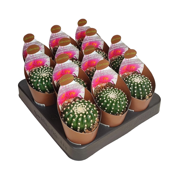 <h4>NOTOCACTUS UEBELMANNIANUS INERMIS - POT Ø 6,5 - COLLECTION WITH POTCOVER (CACTUS)</h4>