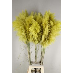 Df Pampas 115cm Yellow