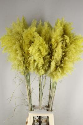 <h4>Df Pampas 115cm Yellow</h4>