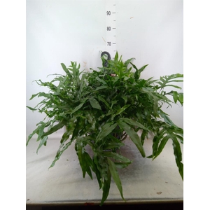 Microsorum diversifolium