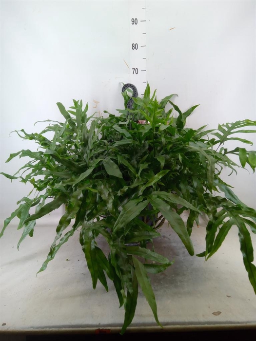 <h4>Microsorum diversifolium</h4>