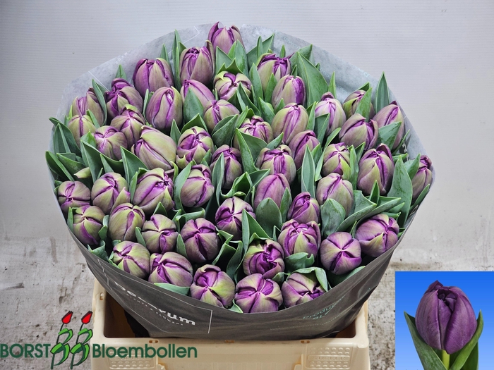 <h4>Tu Du Braga</h4>