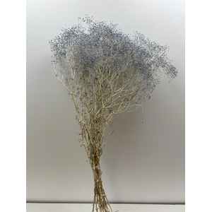 GESTABILISEERD GYPS MILLION STAR GRIJSBLAUW