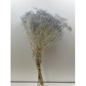 GESTABILISEERD GYPS MILLION STAR GRIJSBLAUW