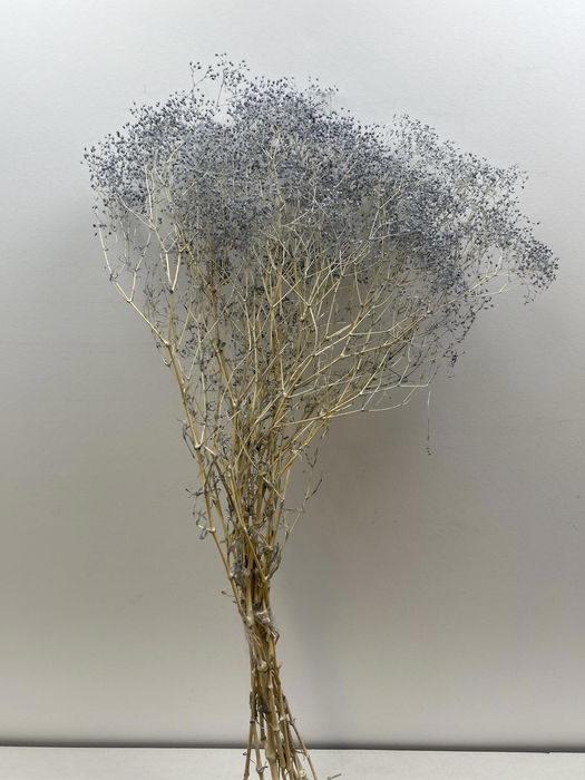 <h4>GESTABILISEERD GYPS MILLION STAR GRIJSBLAUW</h4>