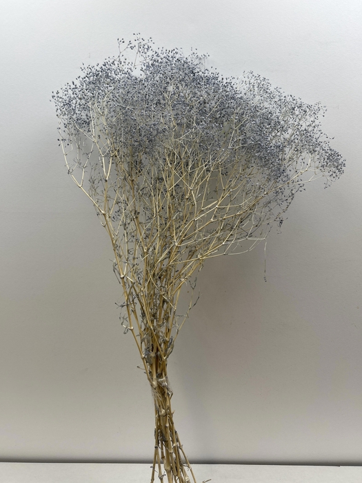 <h4>GESTABILISEERD GYPS MILLION STAR GRIJSBLAUW</h4>