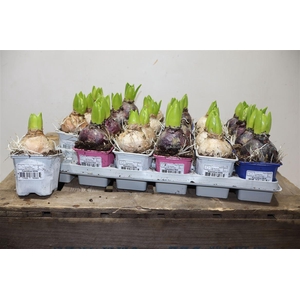 arr8 Hyacin Gem 3 Kl