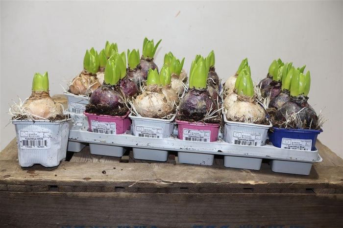 <h4>arr8 Hyacin Gem 3 Kl</h4>