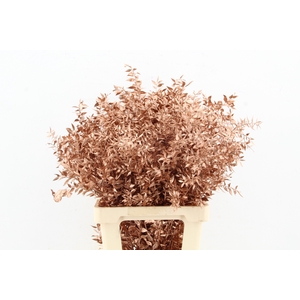 DF Ruscus 70cm Bs Copper