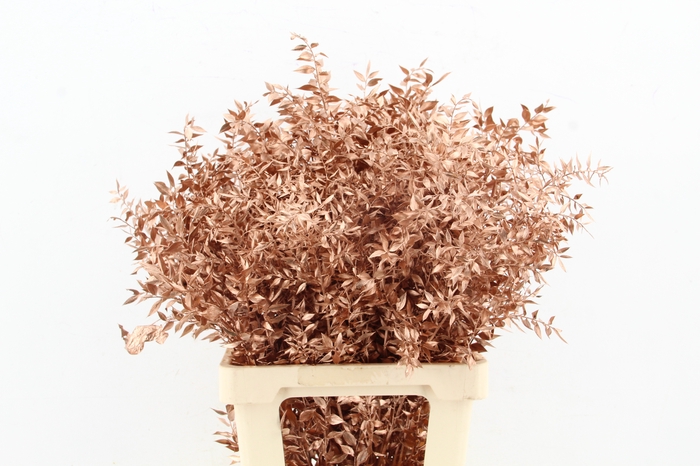 <h4>DF Ruscus 70cm Bs Copper</h4>