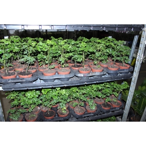 ARVORE DA FELICIDADE P11 MACHO