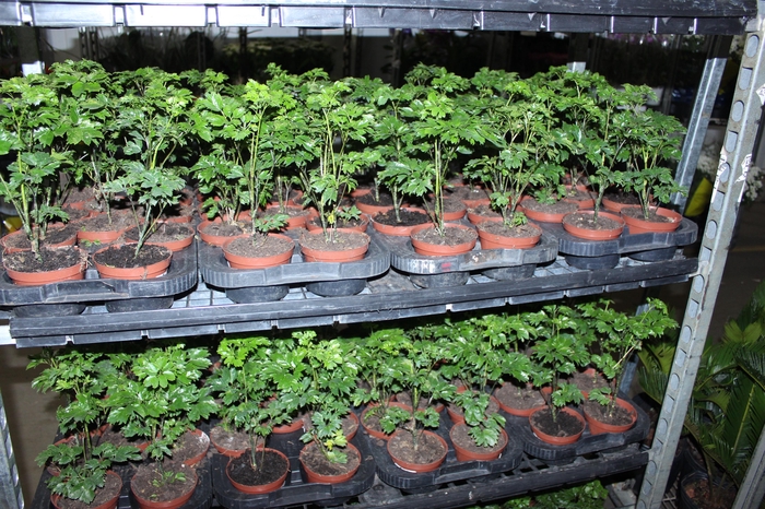 <h4>ARVORE DA FELICIDADE P11 MACHO</h4>